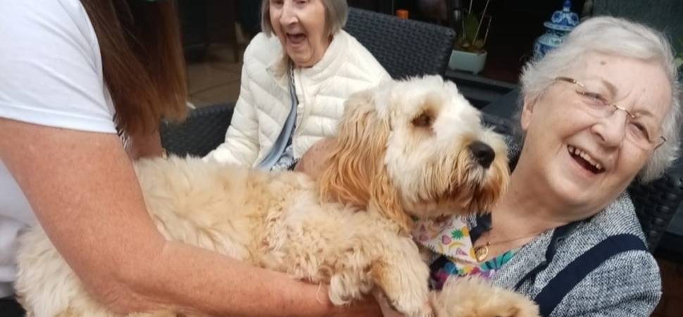 Bailey The Dog Has His Day At Glasgow Care Home