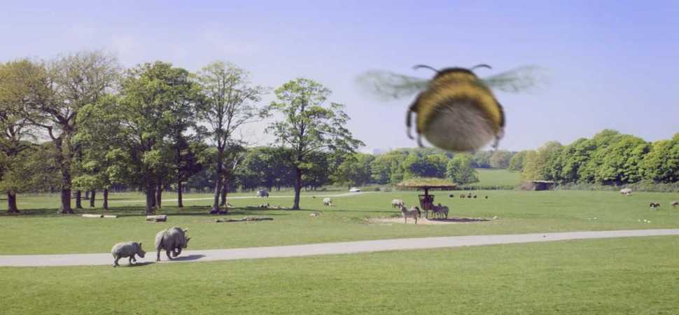 Knowsley Safari buzzing over new TV campaign