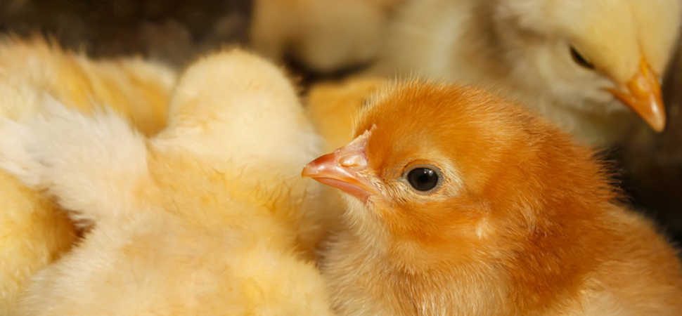 Poultry farmers increase energy efficiency with legal-for-trade pellet supplies